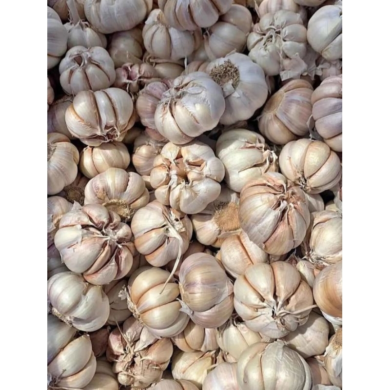 

Bawang Putih Super 500g Masih Fresh Langsung Dari Petani