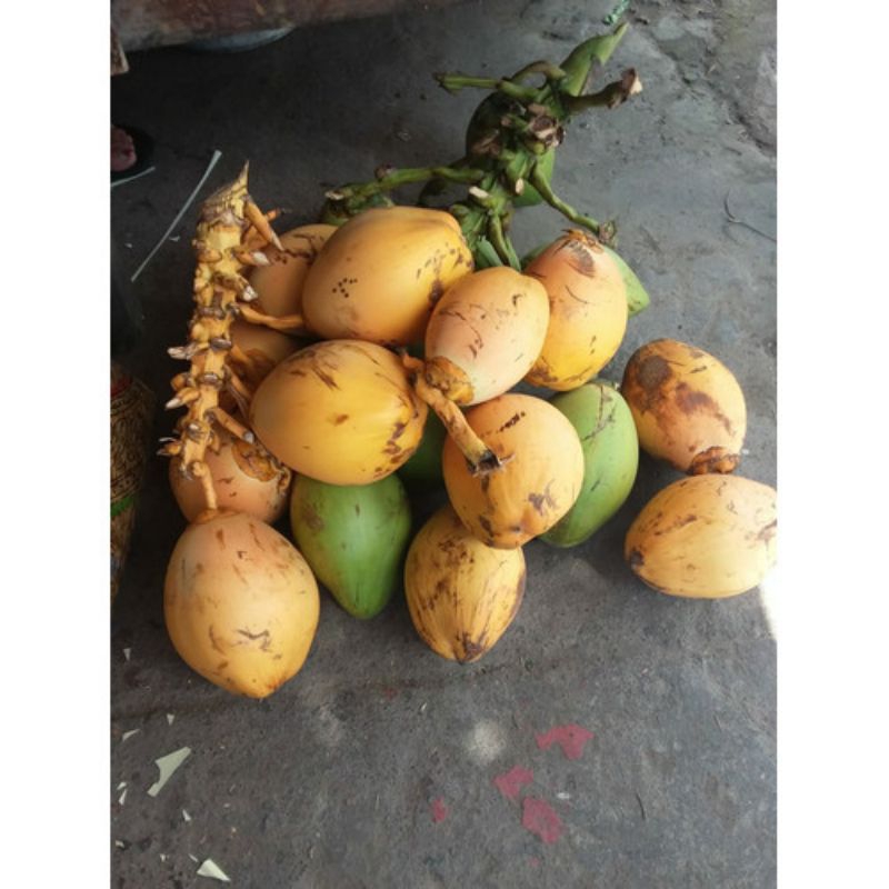 

kelapa cengkir kuning/hijau fresh / kelapa gading