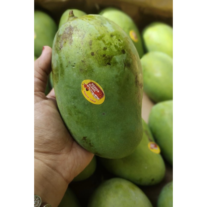 

Mangga Alpukat spek market