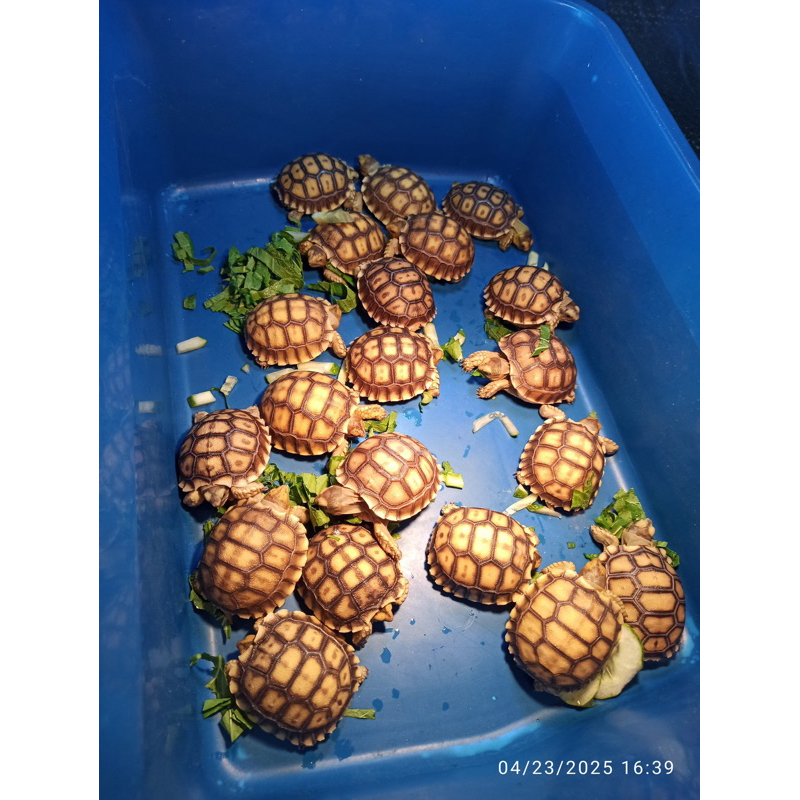 PELET SULCATA DARAT GRADE A 6-7cm ASLI HIDUP SEHAT GARANSI 100% UANG KEMBALI