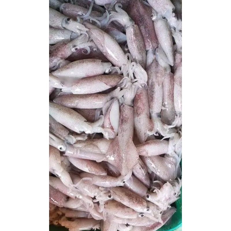 cumi segar ukuran sedang