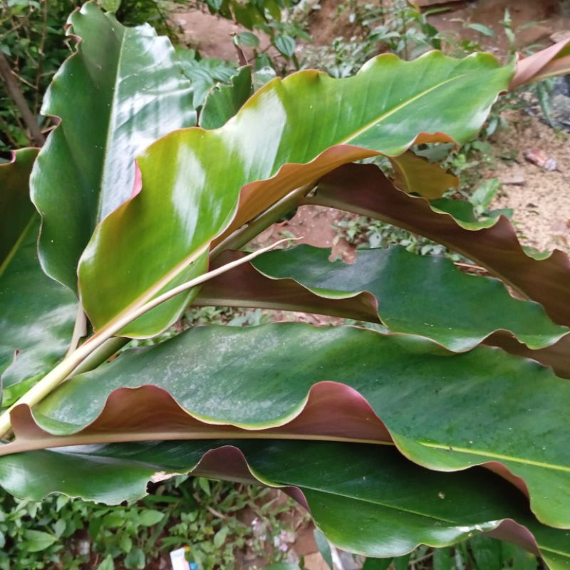 

daun kecombrang segar petik langsung per 25 lembar