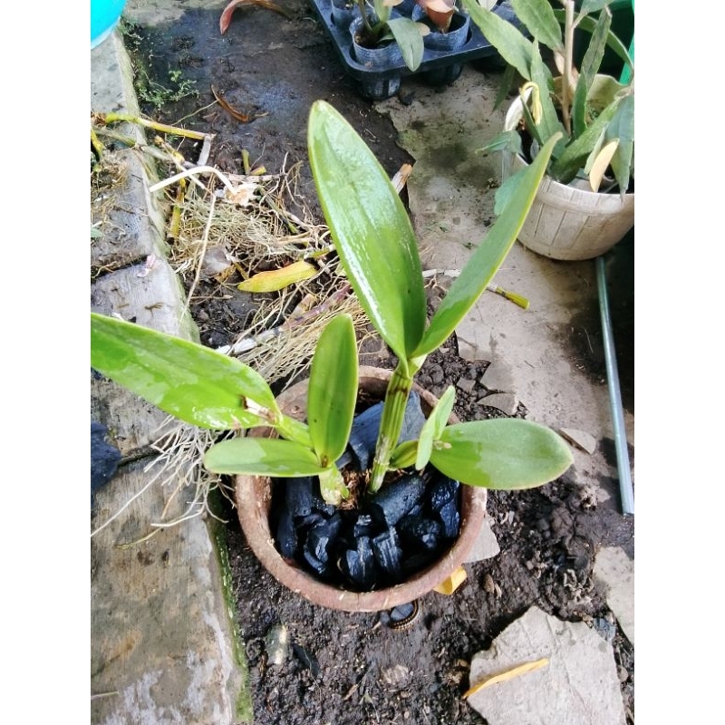 Anggrek Cattleya Mantini Isi  2-3 PLANT KONDISI DEWASA SIAP BUNGGA