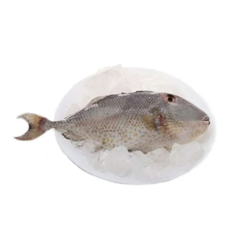 

Ikan Ayam Segar 250gr Pengiriman Instan Siap Olah Untuk Goreng Bakar Sup dan Hidangan Laut Nikmat