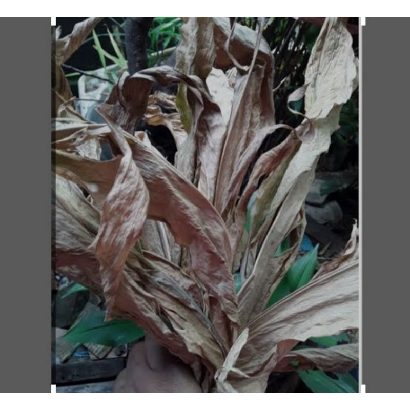 

daun kunyit kering asli 100gram