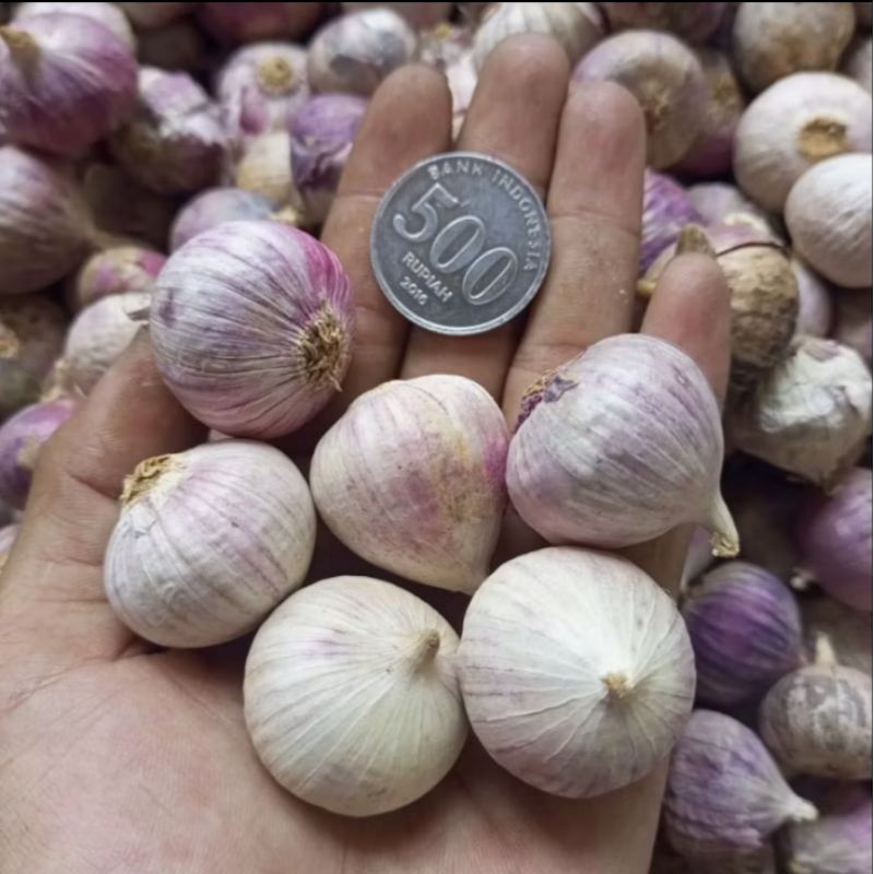 

BAWANG PUTIH TUNGGAL JUMBO 10 KG