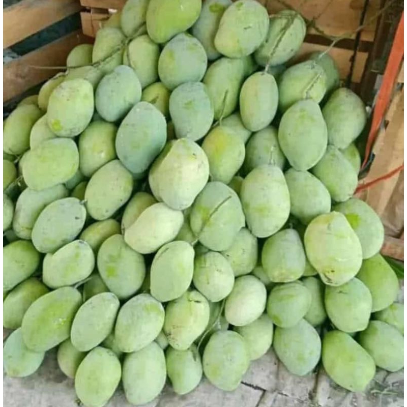 

mangga muda mentah buat lutisan 1 kg