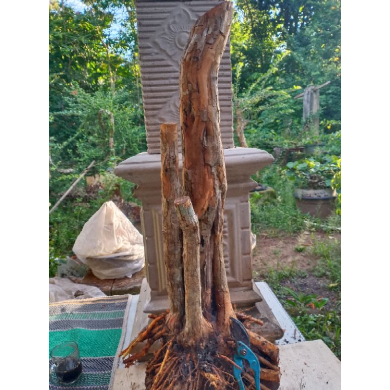 bahan bonsai sisir jumbo