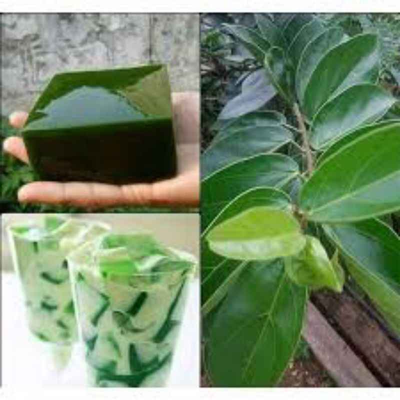

daun cingcou pandu Tampa bahan kimia 100 lembar flash