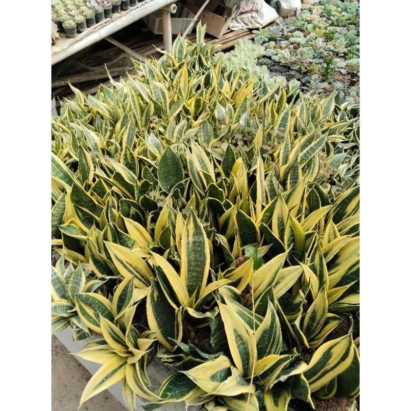 Sansevieria Gold Flame