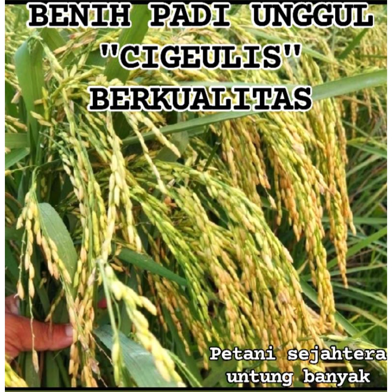 BENIH BIBIT PADI CIGEULIS SUPER UNGGUL KEMASAN 5KG