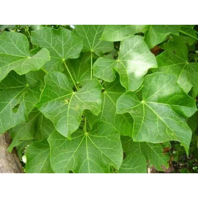 

DAUN JARAK (Ricinus communis) 1lebar 1k
