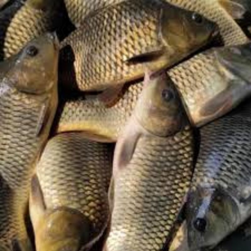 

ikan Mas Segar 1000 gram isi 4 - 10