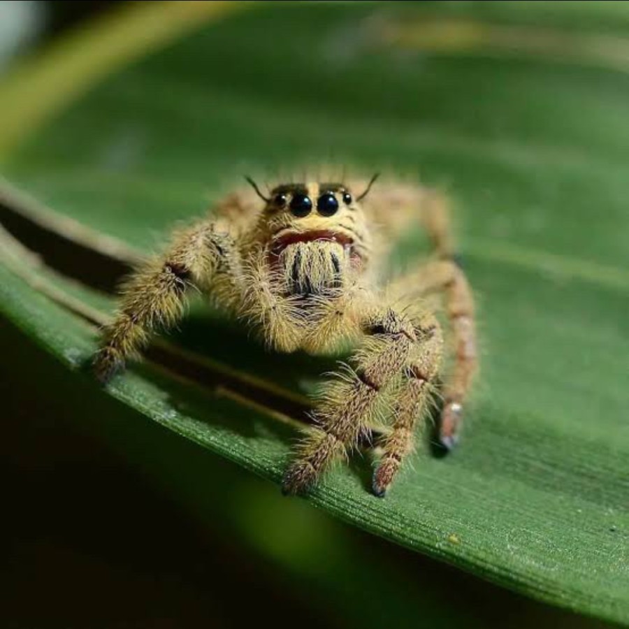 jumping spider hyllus diardi