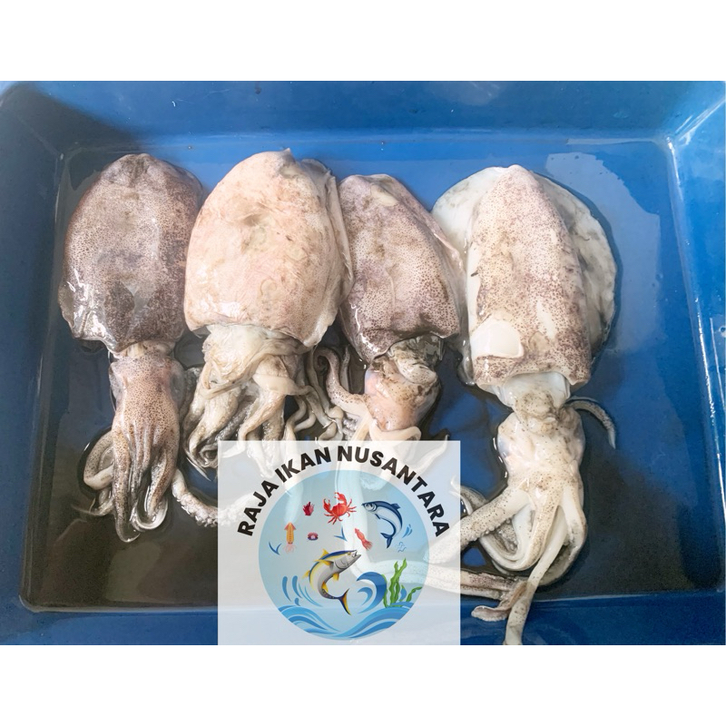 

CUMI SOTONG BALAKUTAK 500GR FRESH FROZEN PREMIUM TERMURAH