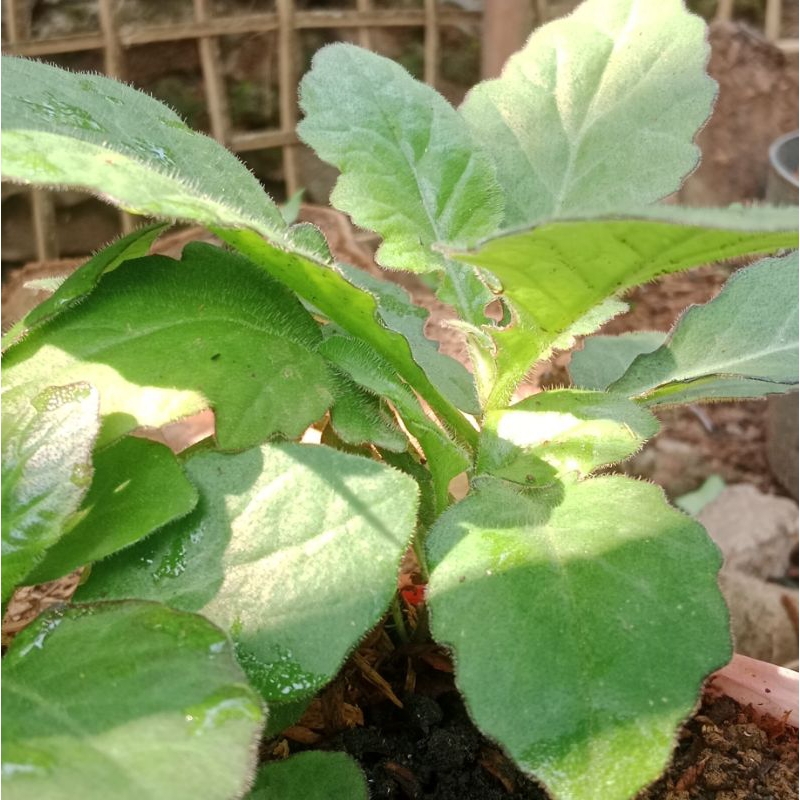 

Daun dewa segar alami perlembar/helai daun
