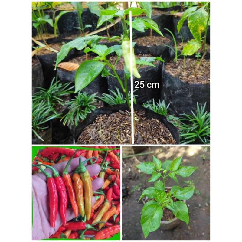 BIBIT CABE RAWIT SETAN SIAP TANAM