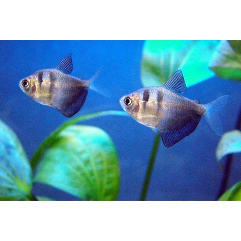 BLACK TETRA/TETRA HITAM