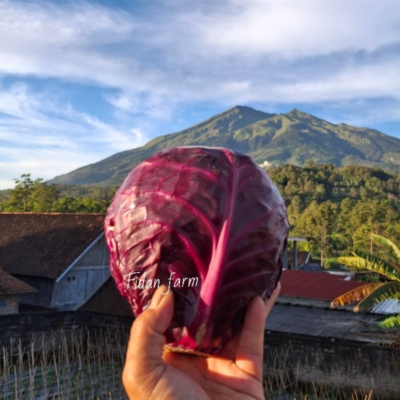 

Kol Ungu/Kubis Ungu Fresh 1Kg