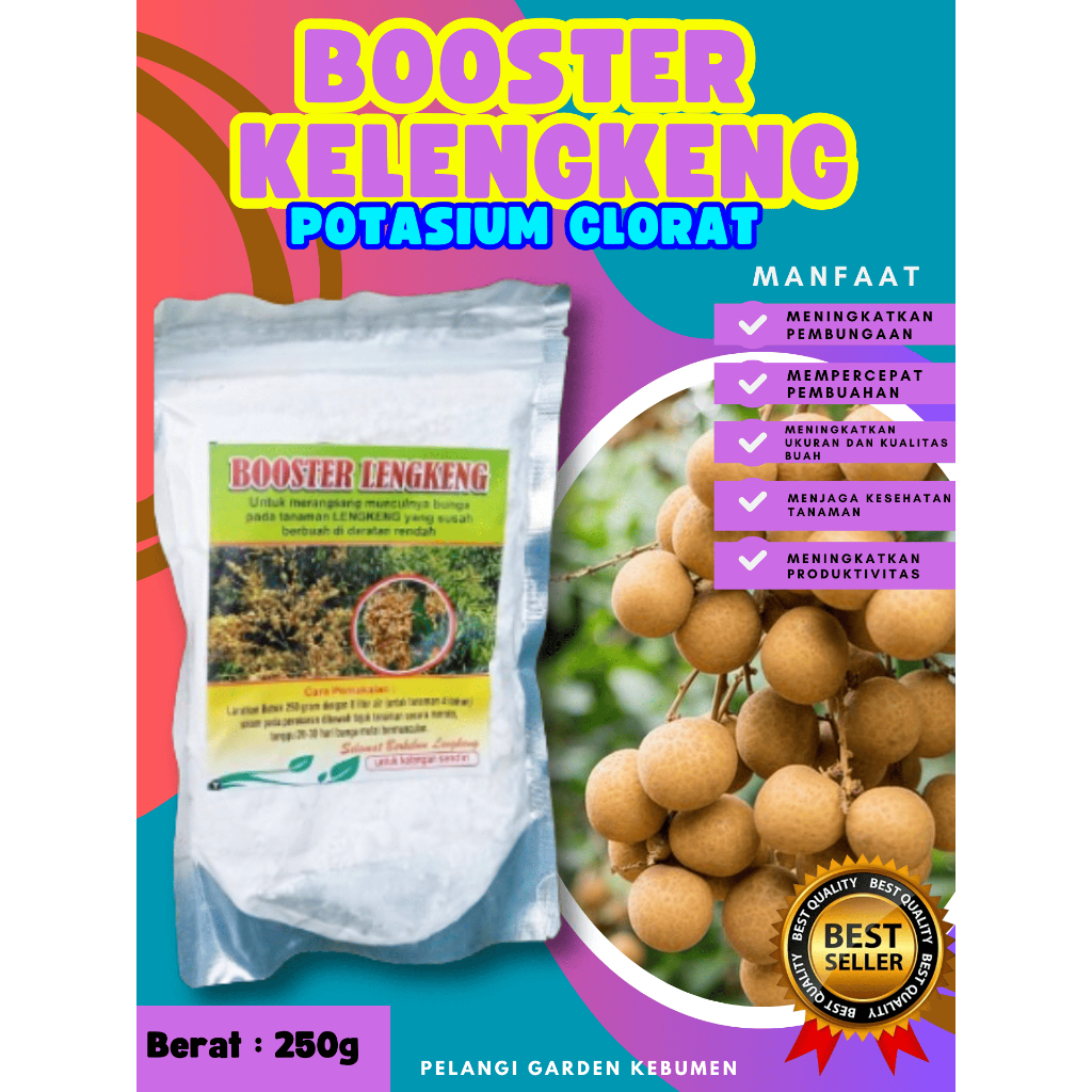 BEBAS JAMUR  Boster Kelengkeng Cangkok, Boster Kelengkeng Cangkok Batang Besar Berbuah, Boster Kelen