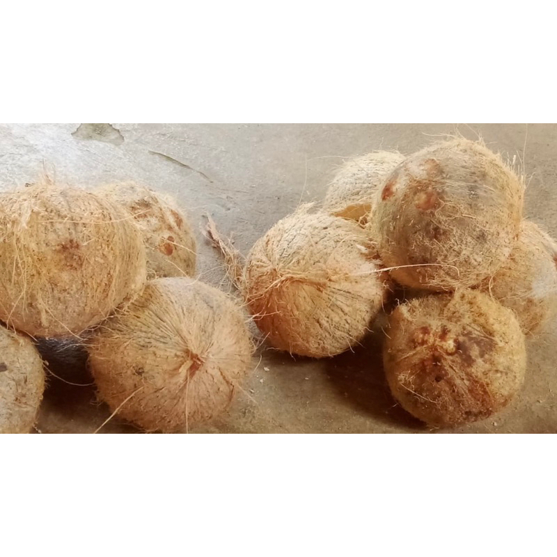 

kelapa tua utuh