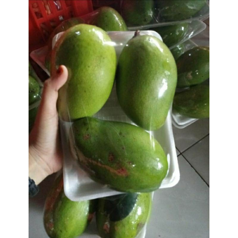 

Mangga muda 1kg