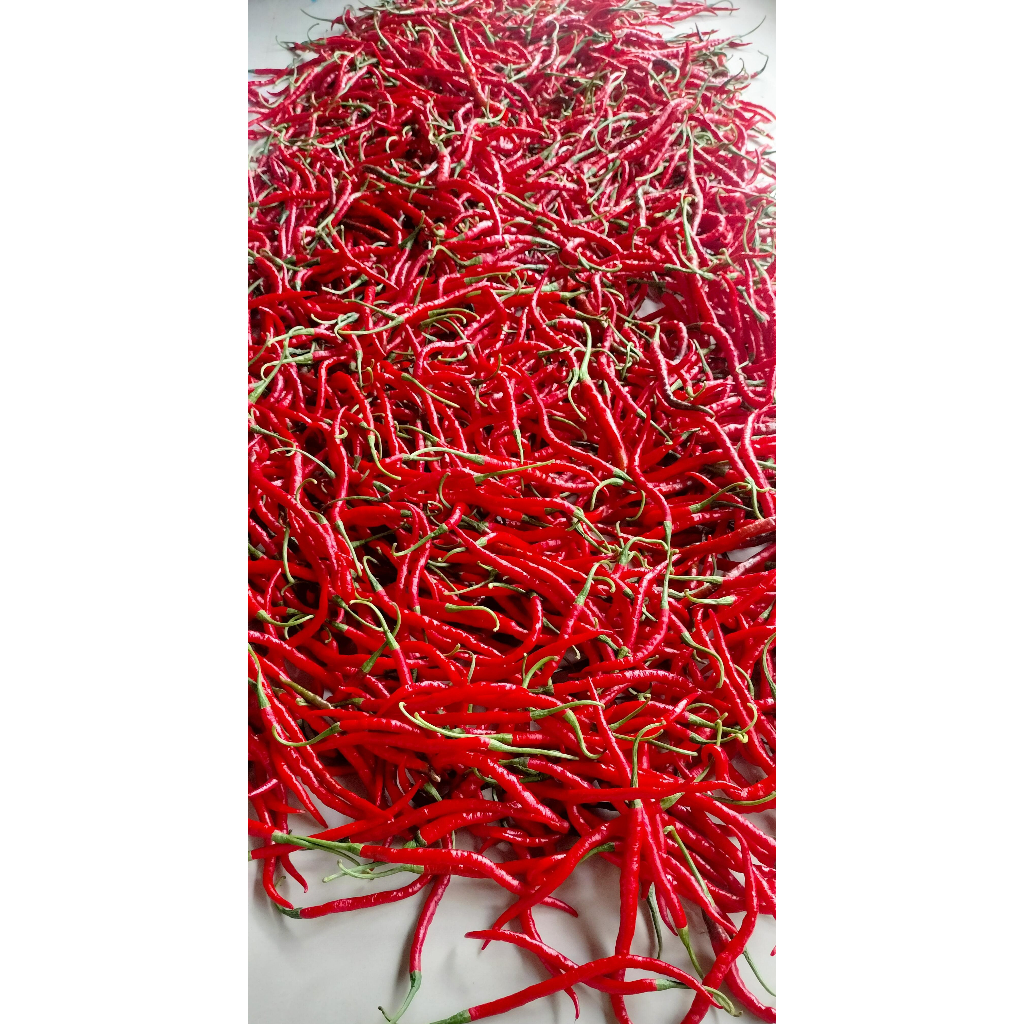

Cabe Merah Keriting Segar 1kg/ Promo Cabe Murah Panen Lokal JATIM