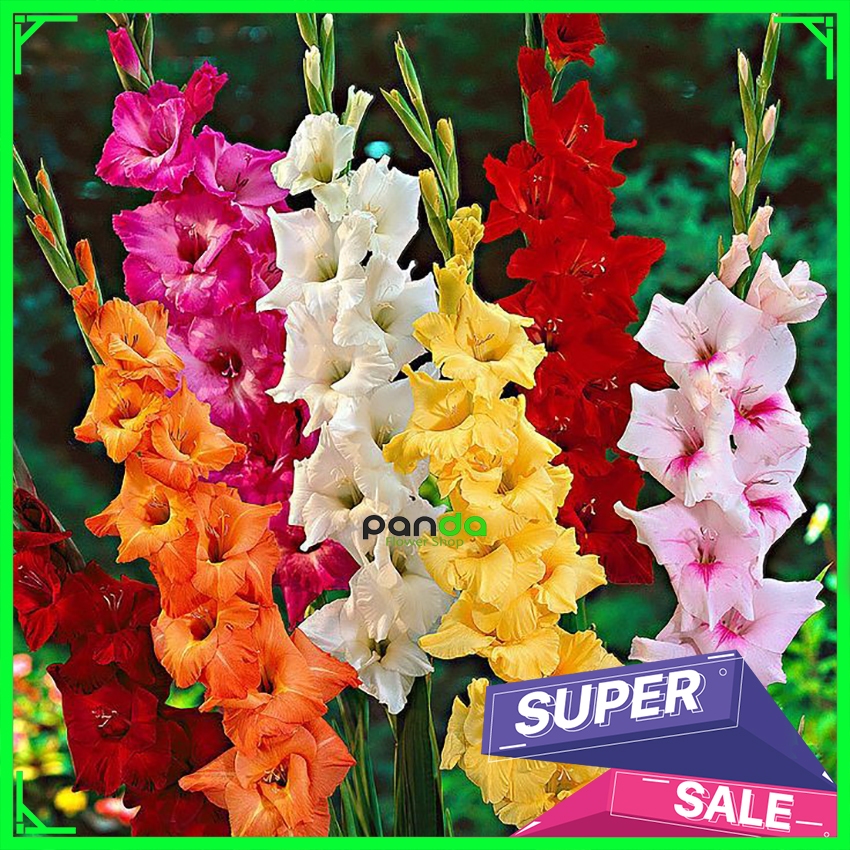 Umbi Bunga Gladiol Holland - Bunga Radiul Unggul / Bunga Gladiol Paket 2 Kg
