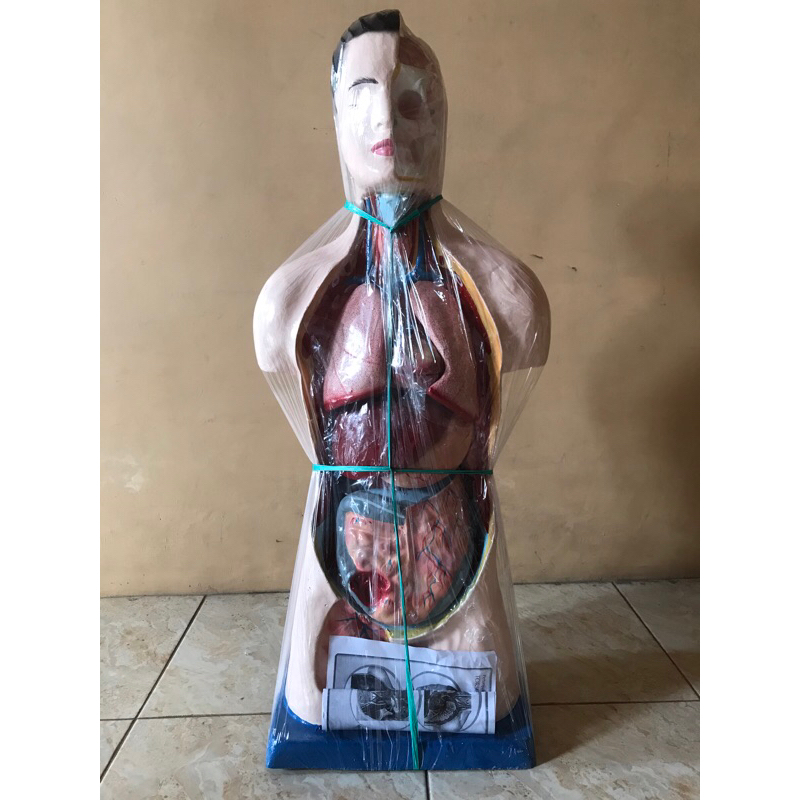 Torso Anatomi/Tubuh Manusia