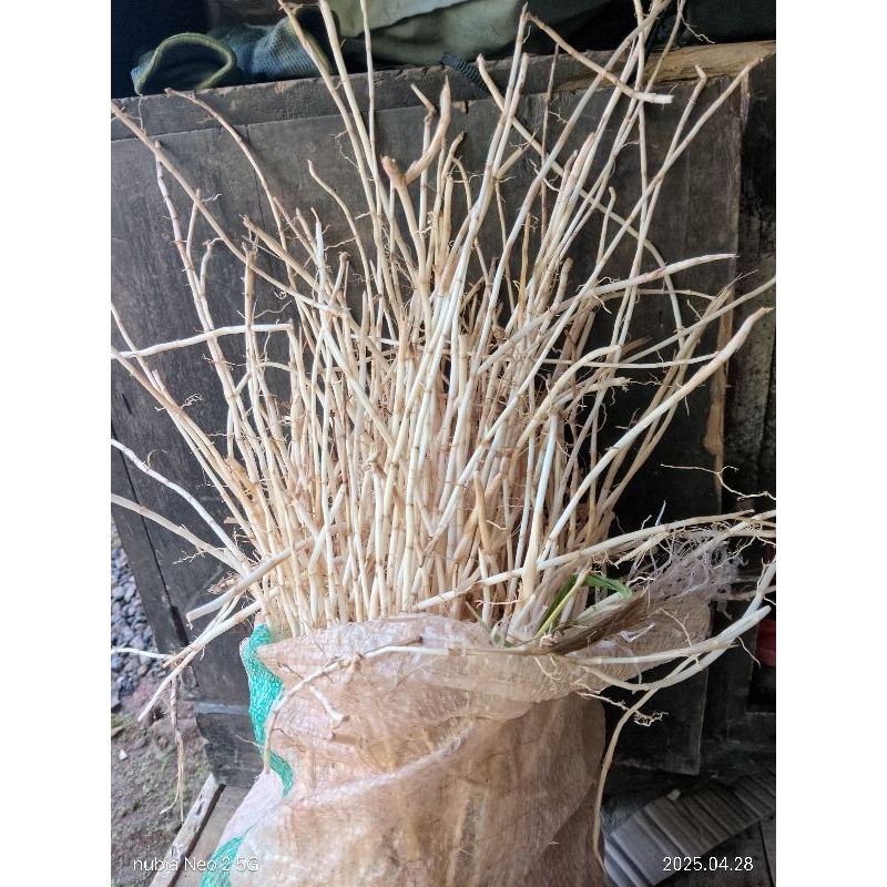 

akar Alang Alang segar 1kg