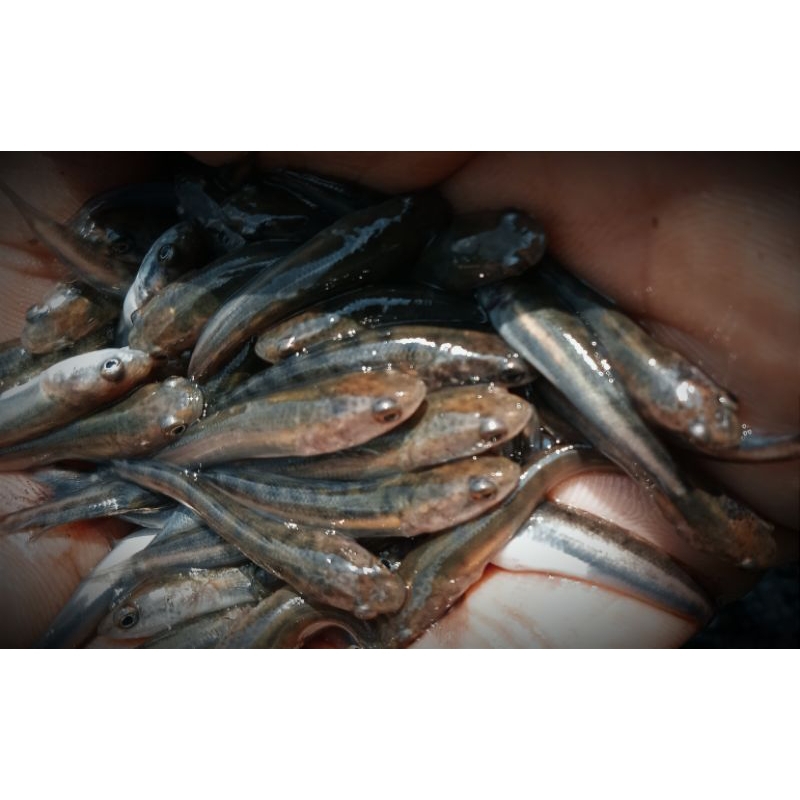 Bibit ikan Gabus Kutok ( Chana Striata ) isi 70 ekor