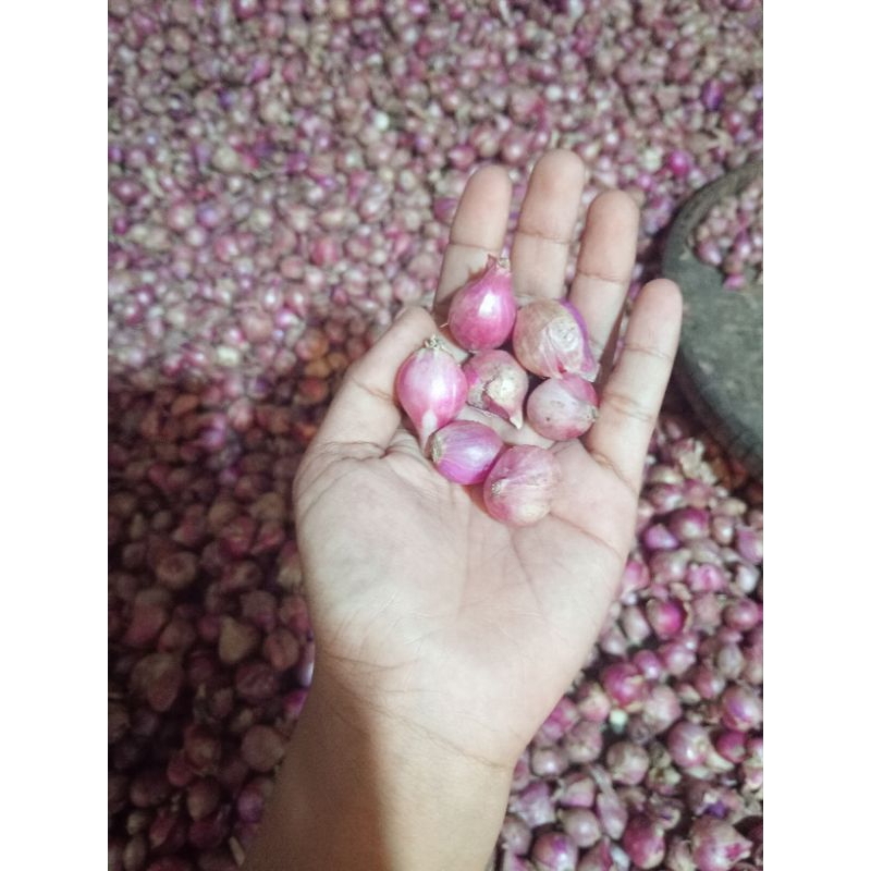 

bawang merah uk kecil biasa
