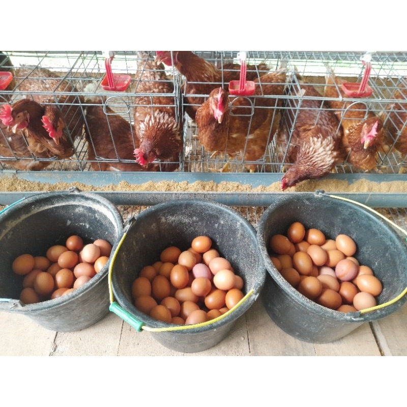 

Telur ayam 1kg isi 18/19 pcs