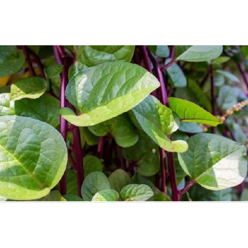 

daun binatang ungu herbal per pcs