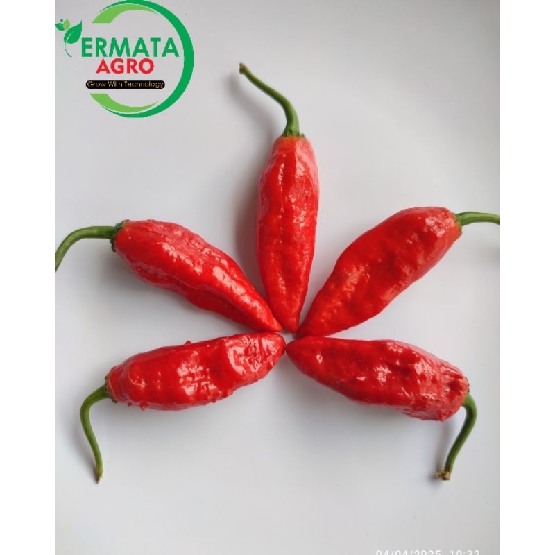 

Cabai Terpedas / Bhut Jolokia / Ghost pepper