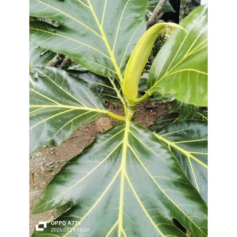 

DAUN SUKUN FRESH 10000/15 LEMBAR