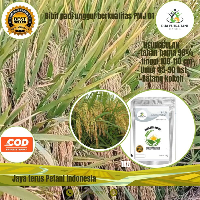 BIBIT PADI PMJ 01 Benih padi Malay Jumbo 1kg premium