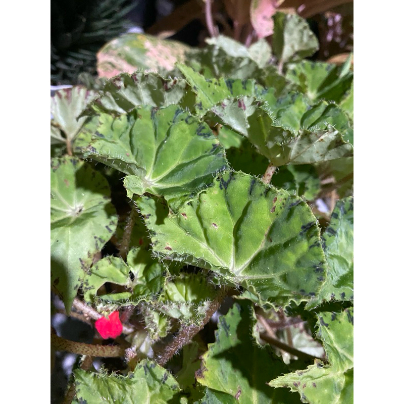 

begonia daun hijau gari kebiruan