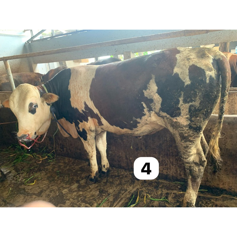 Sapi kurban hari raya idul adha 500++kg