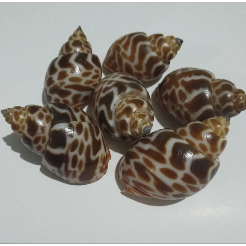 cangkang babylonia, ukuran lubang 2-3cm random