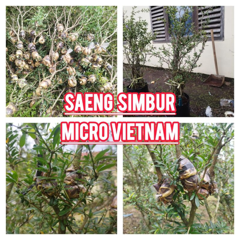 cangkokan saeng simbur micro vietnam