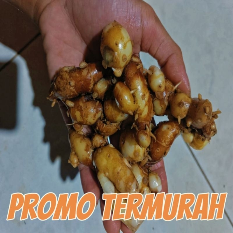 

kencur Fress segar lereng Muria 500 gram promo