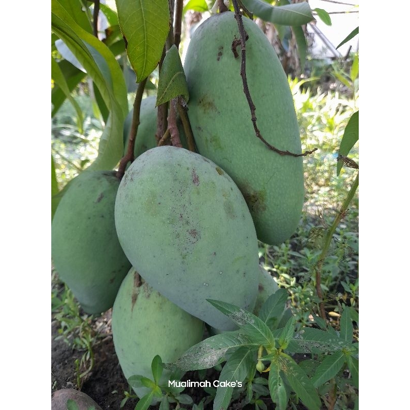 

Mangga Kiojay / Mangga Sinawang