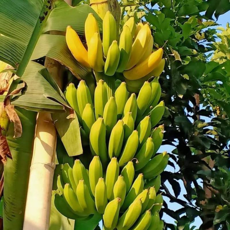Bisa Cod Bibit Buah Pisang Raja Bulu Super Unggul / Bibit Pohon Pisang Raja Bulu Super Unggul Berkua