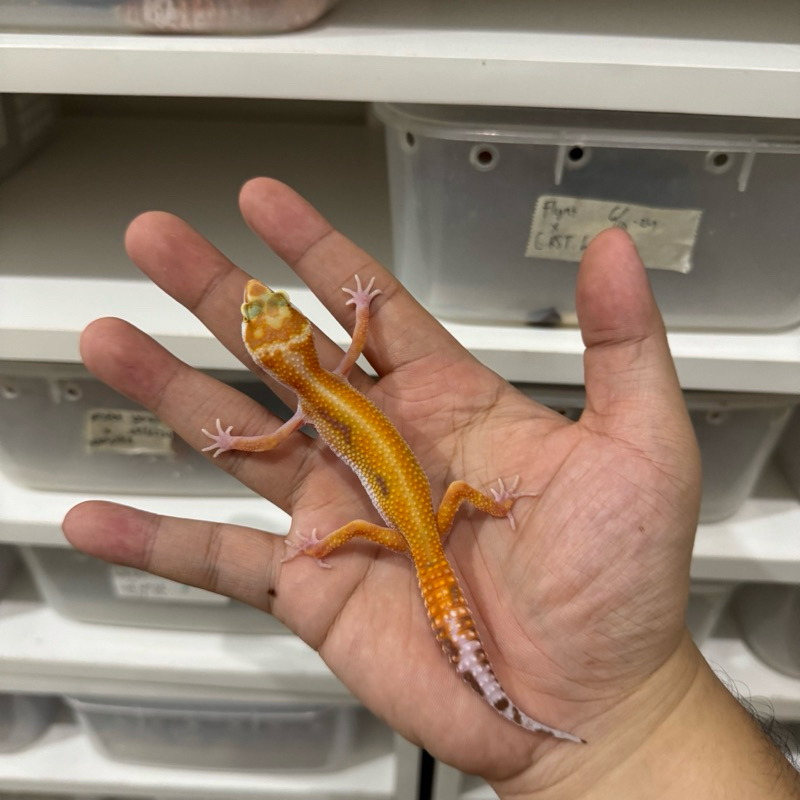 TREMPER RS BETINA 3 Mainan Anak Lucu Jinak Gecko Geko Leopard Gecko