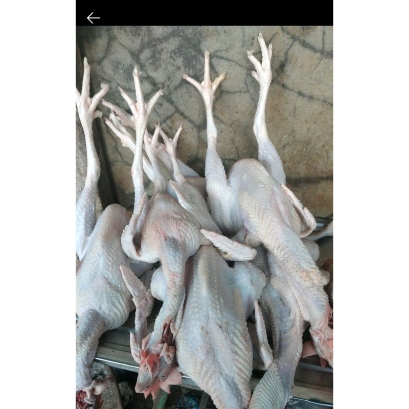 ayam merah besar/ayam telor/ayam afkir/ayam tua