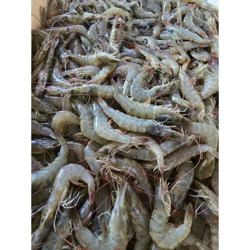 Udang Vaname Segar Sedang Besar  Udang Vaname Seafood Hasil laut