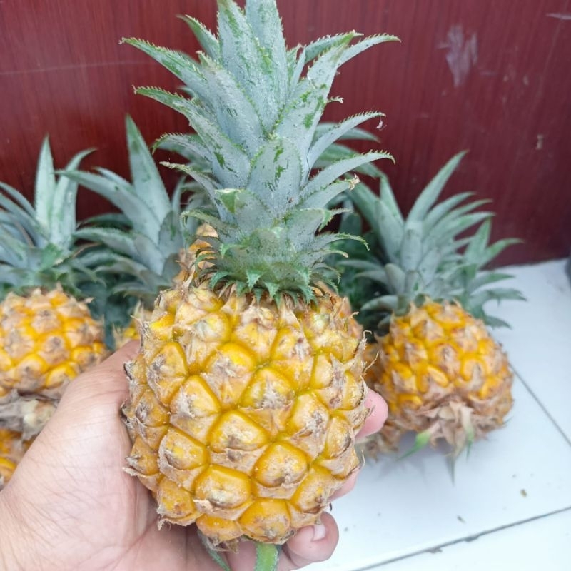

Nanas Madu Pemalang