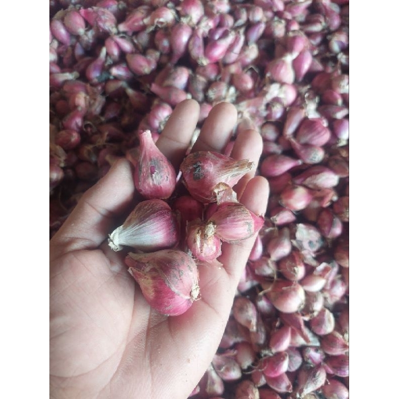 

bawang merah Brebes Besar berkualitas 1kg