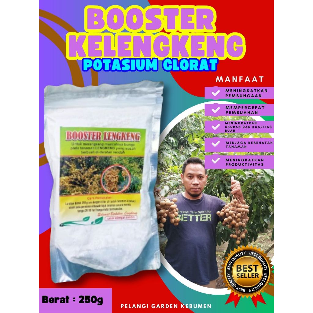 Booster Buah Kelengkeng Cangkok Batang Besar Berbuah, Booster Buah Kelengkeng Cangkokan, Booster Bua